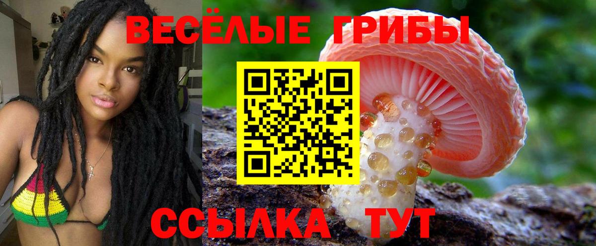 Псилоцибиновые грибы Psilocybe Кропоткин